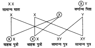 UP Board Solutions for Class 12 Biology Chapter 5 Principles of Inheritance and Variation 3Q.3