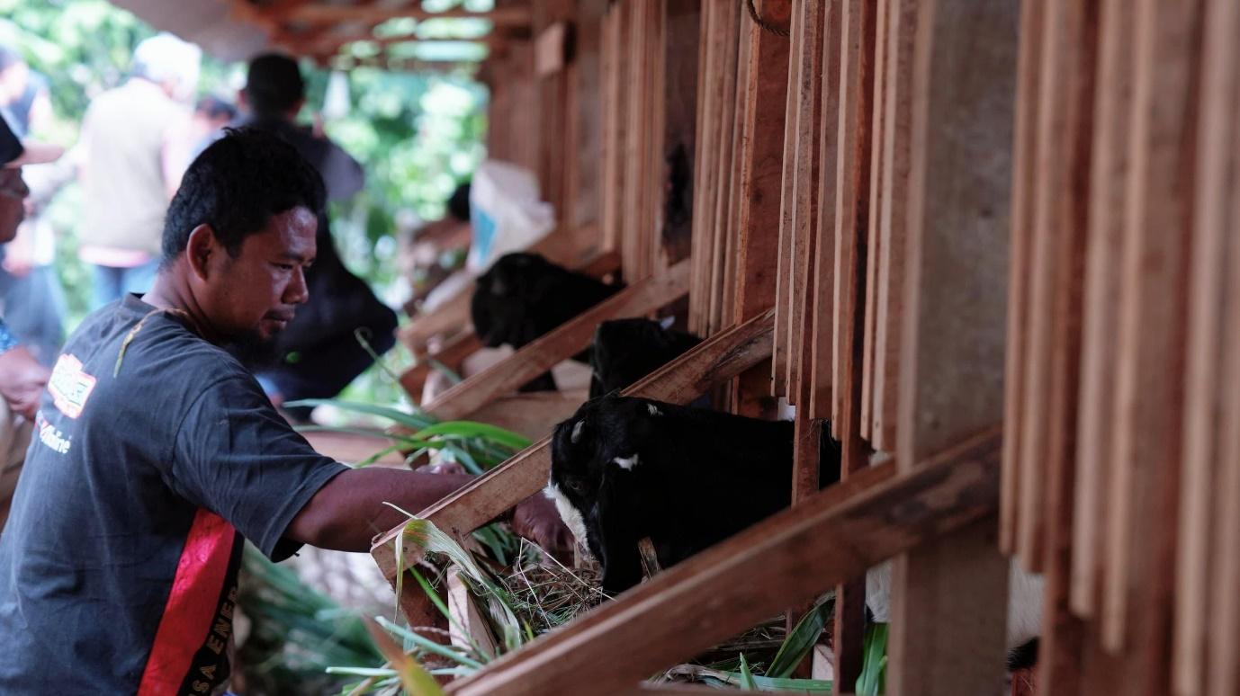 A person feeding goats from a feeder Description automatically generated