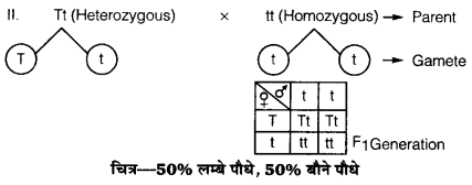 UP Board Solutions for Class 12 Biology Chapter 5 Principles of Inheritance and Variation Q.5.2