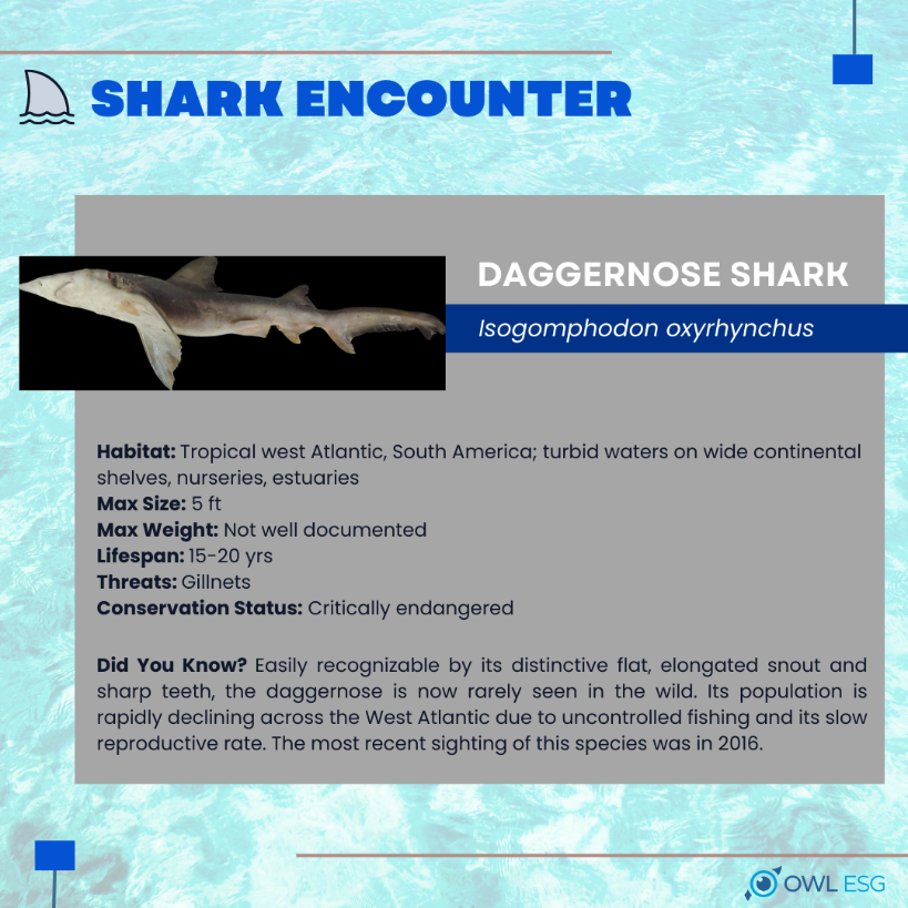 A shark on a screen

Description automatically generated