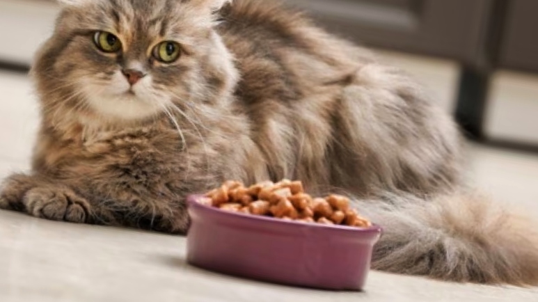 Cat sitting beside food bowl