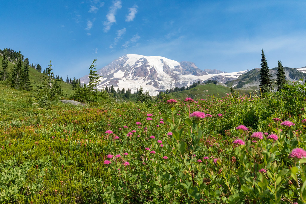 Beautiful view of mountain which is in white color and pink flowers on the trees