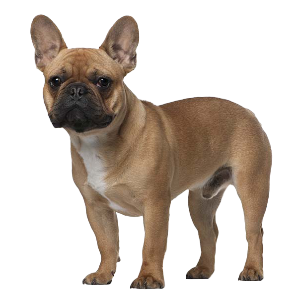 Is French Bulldog a Good Pet? Unleash the Truth!