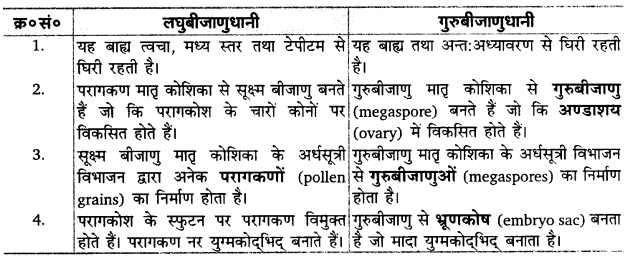 UP Board Solutions for Class 12 Biology Chapter 2 Sexual Reproduction in Flowering Plants Q.2