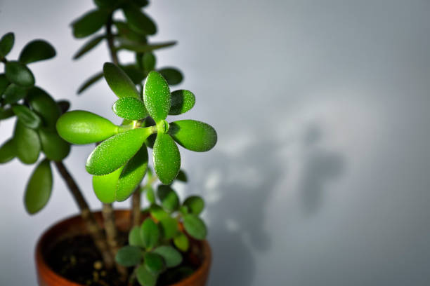 Jade Plant