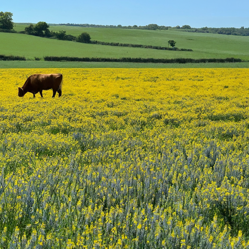 Beyond the Bloom: Unveiling the Additional Benefits of Lucerne