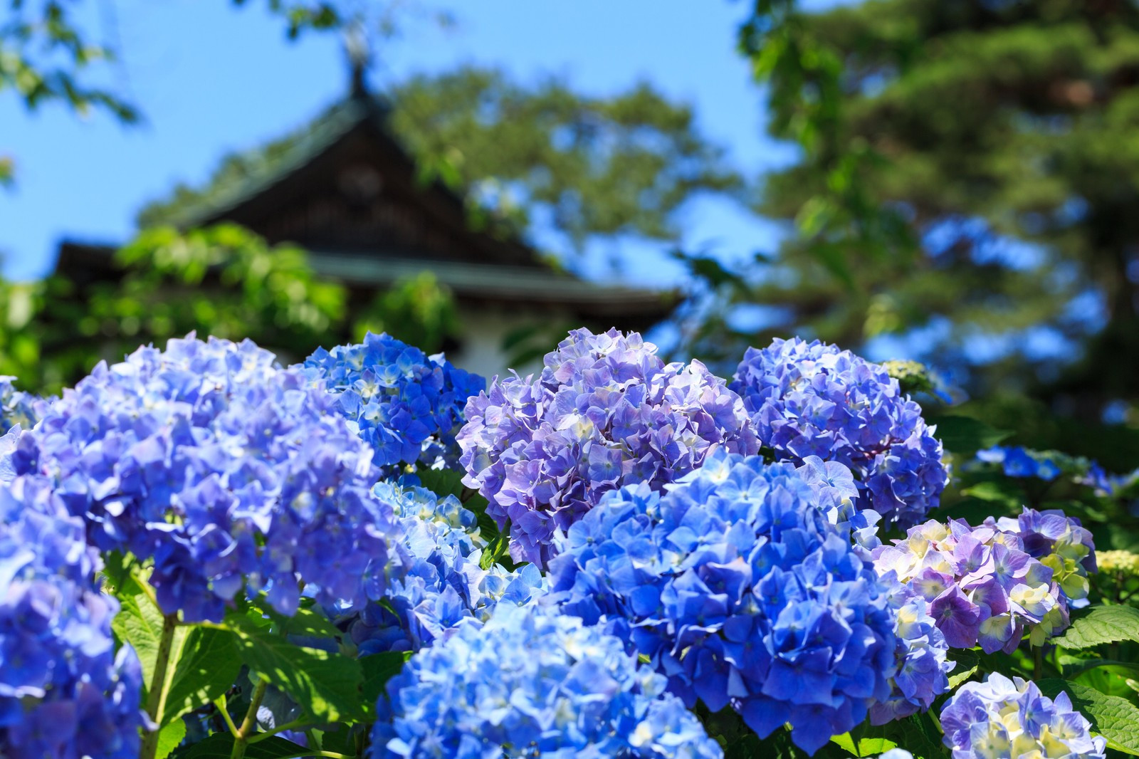 dia-diem-ngam-hoa-cam-tu-cau-tokyo