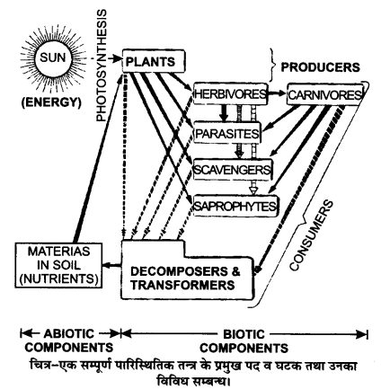 UP Board Solutions for Class 12 Biology Chapter 14 Ecosystem Q.8