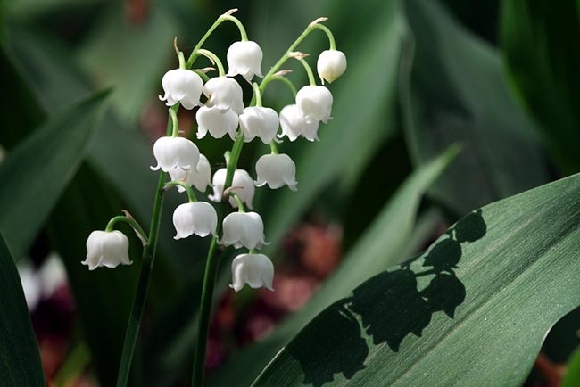 flores