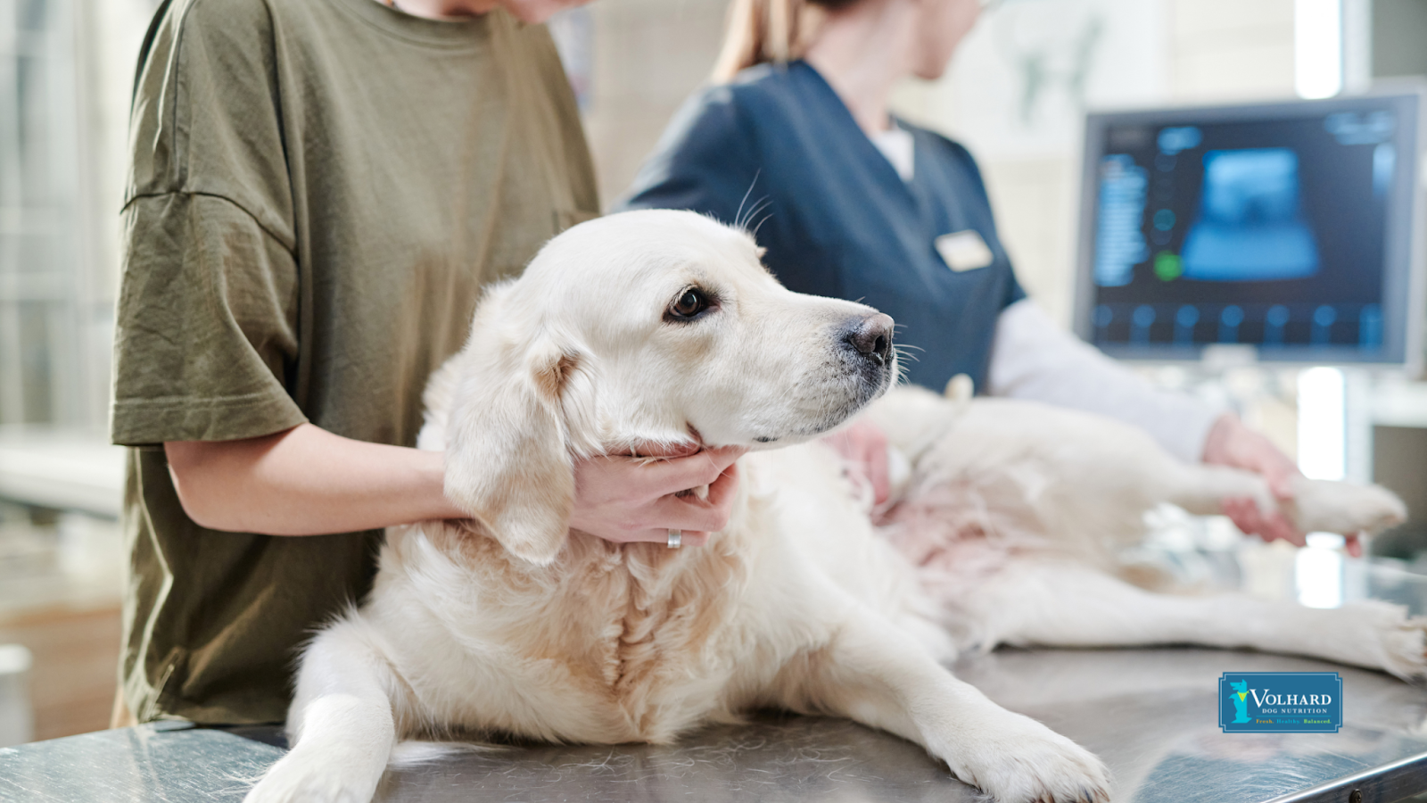 Dog at vet