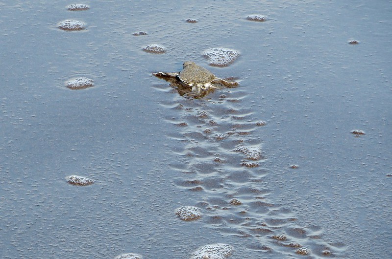 a turtle on the best beach of Costa Rica.