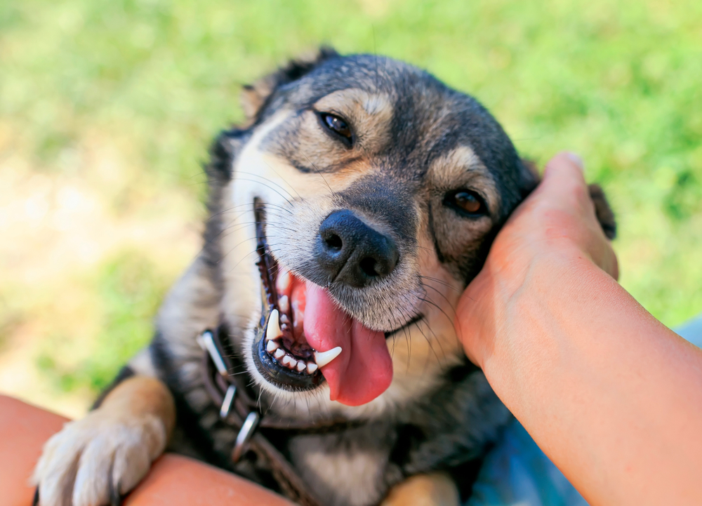 dueño acariciando a un perro feliz