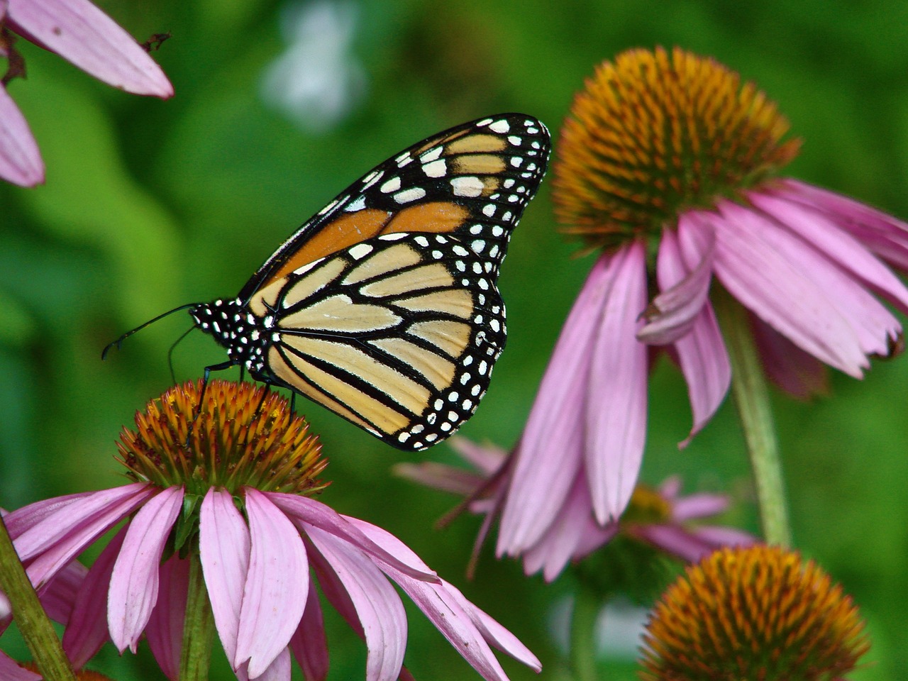 A monarch butterfly on a purple flower