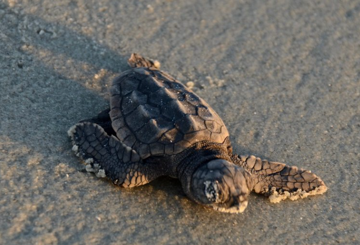 Turtle Trackers. A photo a a sea turtle on the beach sand.