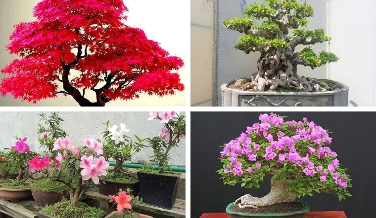 Giống Cây Bonsai