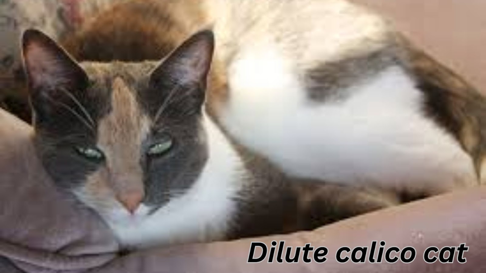 Dilute Calico