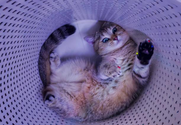 A cat lying in a basket

Description automatically generated