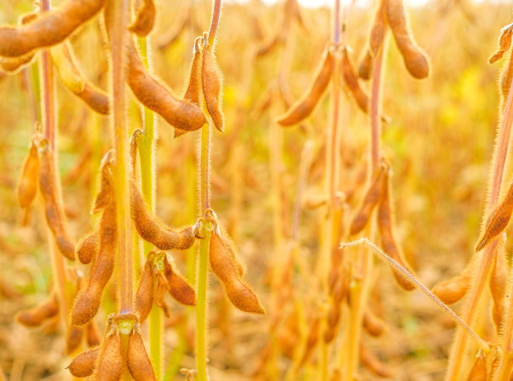 Estratégias para aumentar a produtividade da  plantação de soja