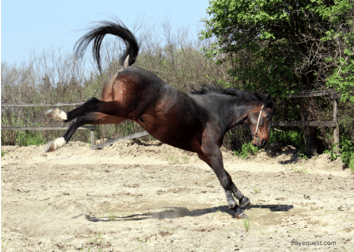 Horse Being Playful