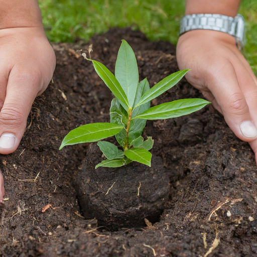 Planting Power: Giving Your Laurestine a Thriving Start