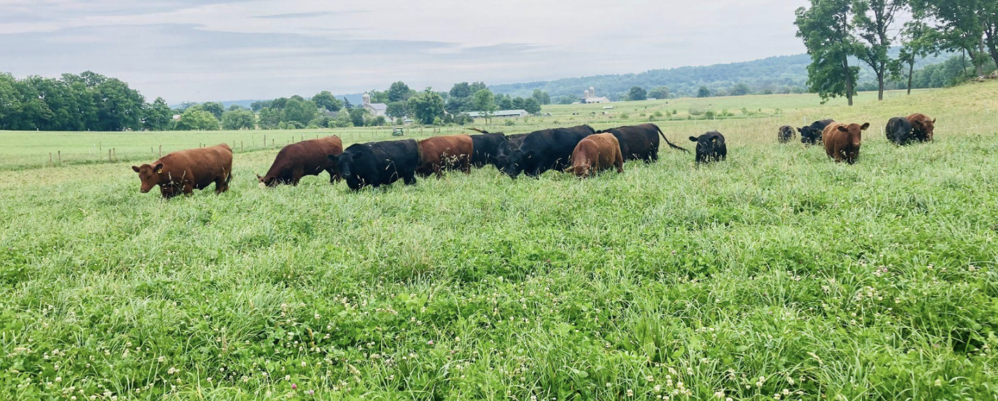 Cows graze in a pasture at Willow Run Farmstead. Farming with perennial pastures can be great for soil health, which in turn can be good protection against extreme weather.