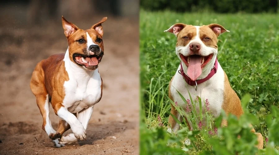 American Staffordshire Terrier vs Pitbull