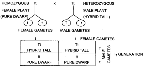 UP Board Solutions for Class 12 Biology Chapter 5 Principles of Inheritance and Variation Q.6