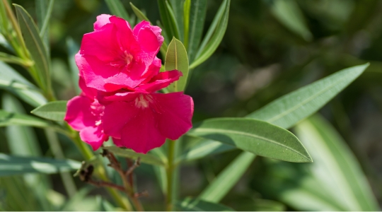 Une fleur de laurier-rose (Nerium oleander) aux pétales roses éclatants, entourée de feuilles vertes, longues et étroites. La fleur est bien mise en valeur par la lumière du soleil, créant un contraste saisissant avec le feuillage vert environnant.