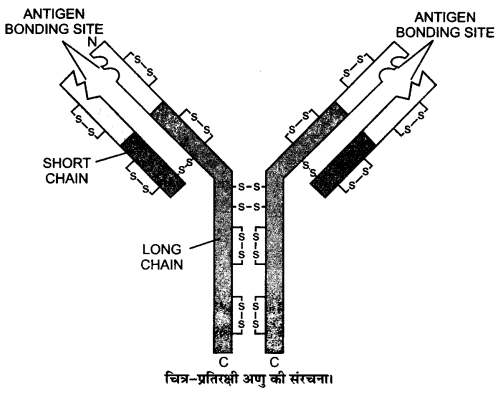 UP Board Solutions for Class 12 Biology Chapter 8 Human Health and Disease Q.9