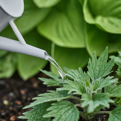 Nurturing Your Motherwort: A Guide to Watering and Feeding