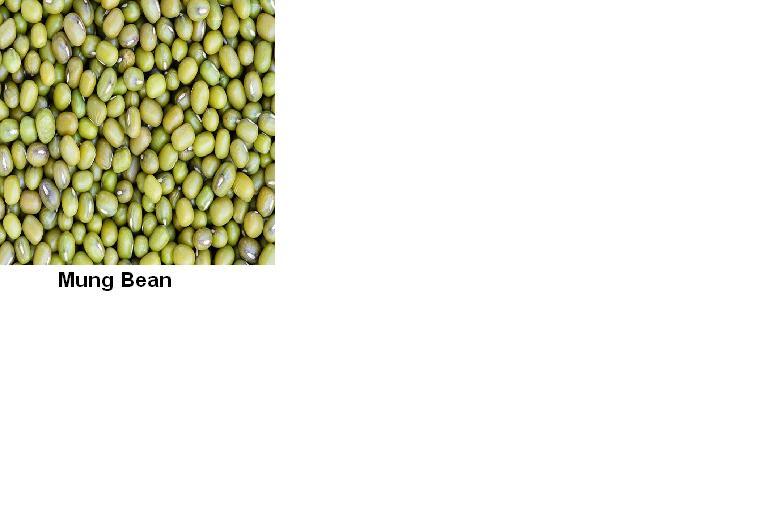 E:\savinay\mung bean.jpg