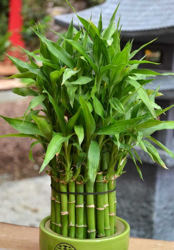 Bamboo plant