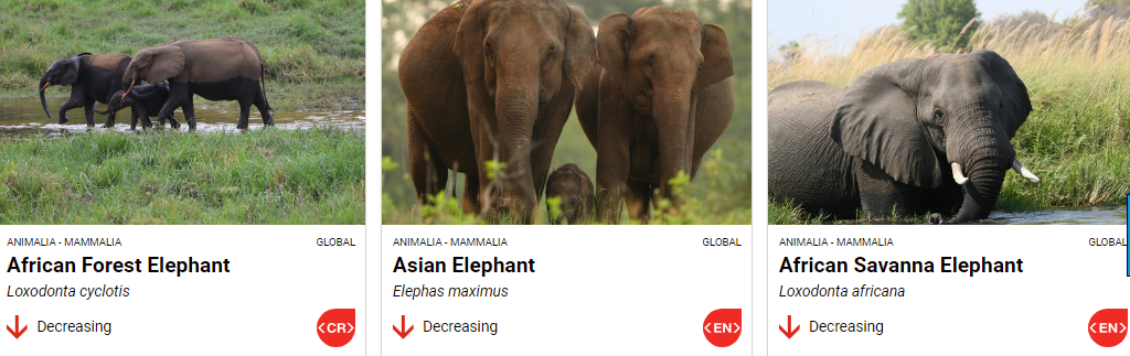 About Elephants 