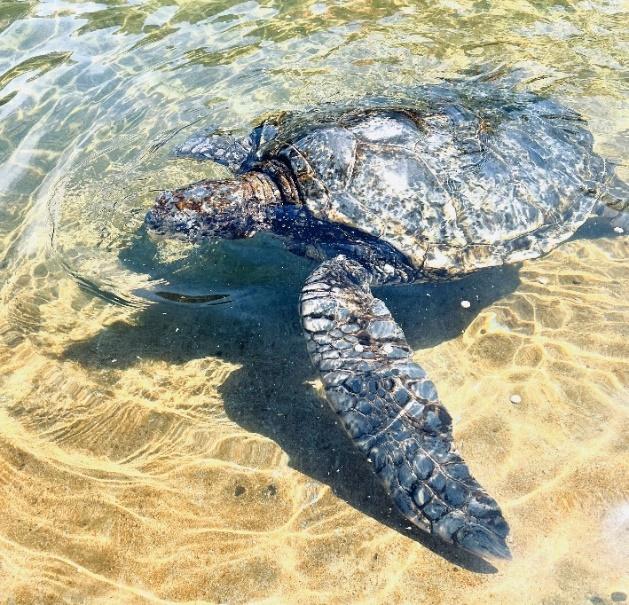 A turtle swimming in the water

Description automatically generated