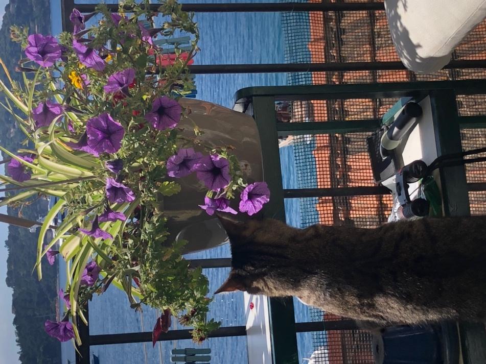 A cat sitting on a table with purple flowers

Description automatically generated