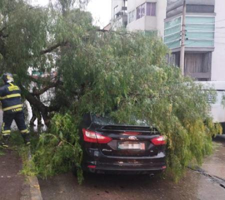 Tormenta derriba seis árboles y provoca inundaciones en la CDMX