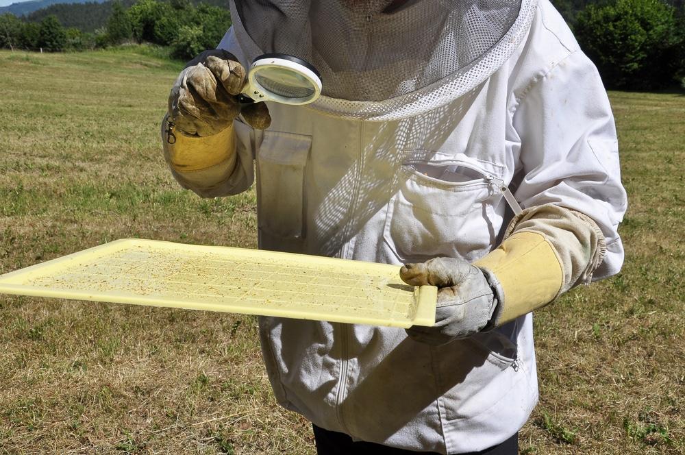 Varroa destructor: Qué es y como tratarla. - Sin categorizar