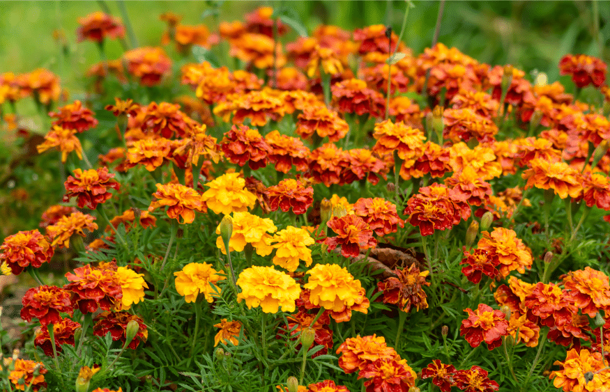 31 impressionantes plantas tolerantes à seca que você precisa para o seu jardim