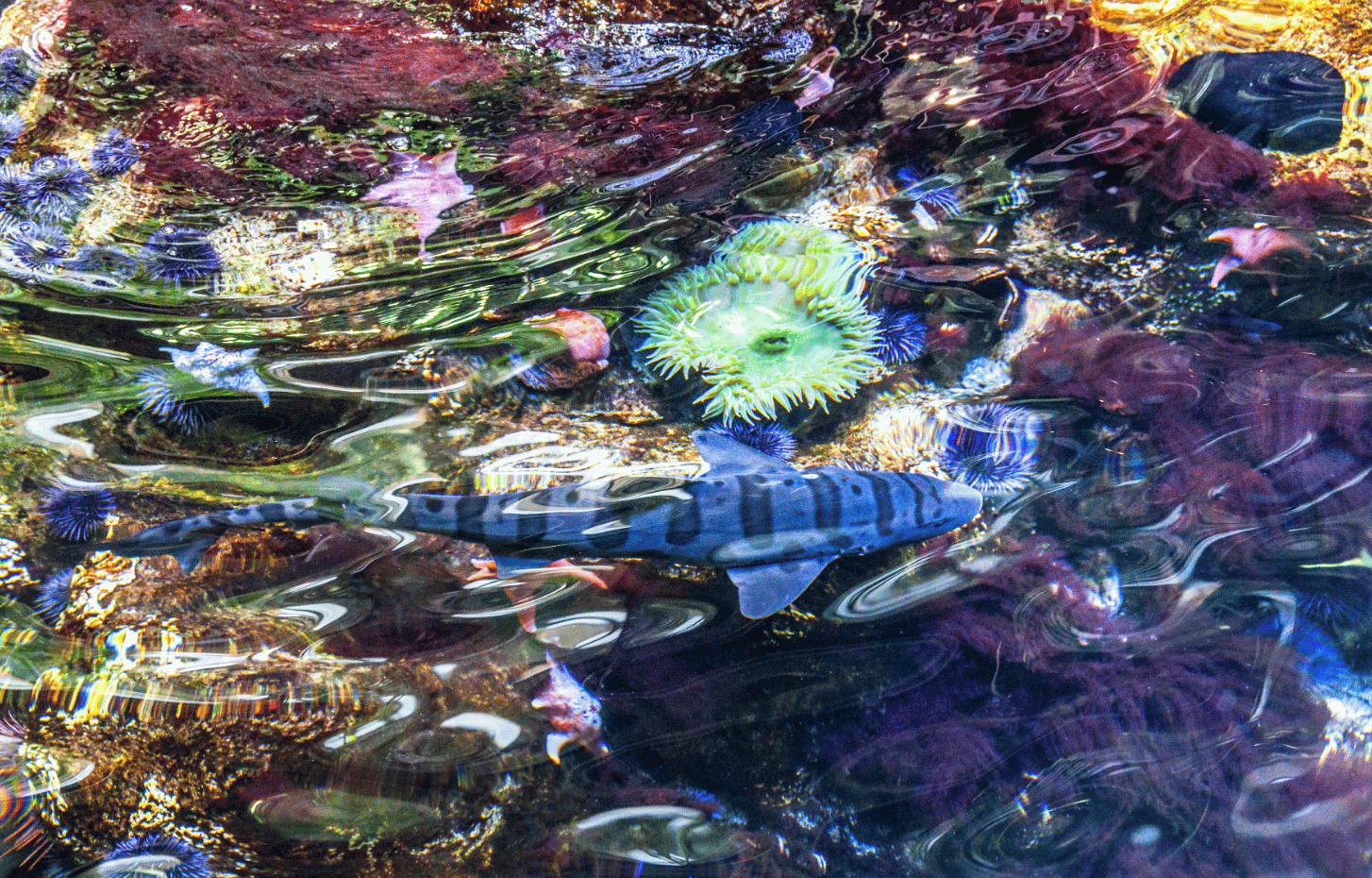 Brown Banded Bamboo Shark