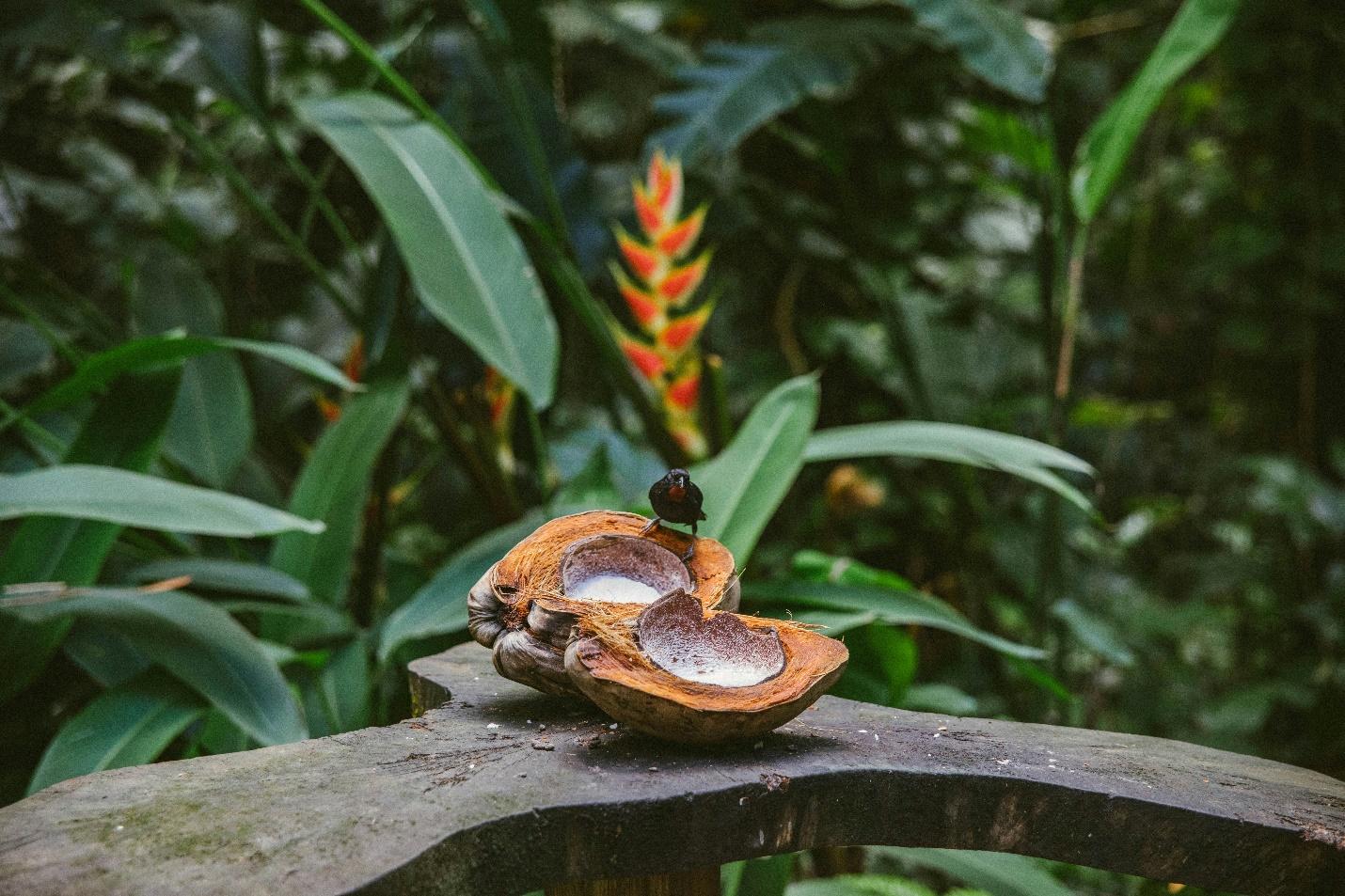 A split coconut with a bird over it