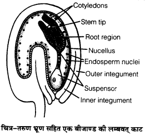UP Board Solutions for Class 12 Biology Chapter 2 Sexual Reproduction in Flowering Plants 4Q.5.3