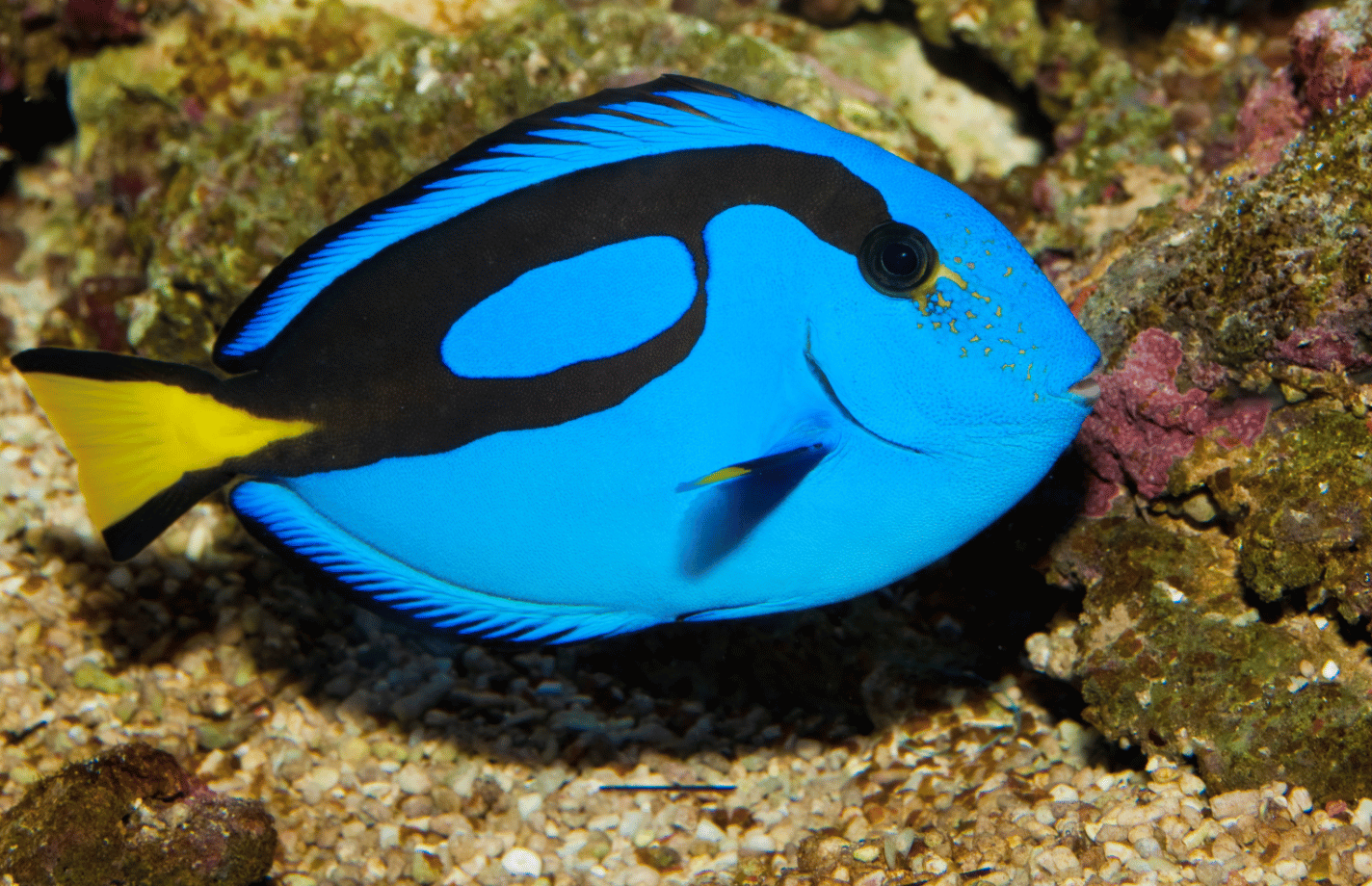 blue hippo tang