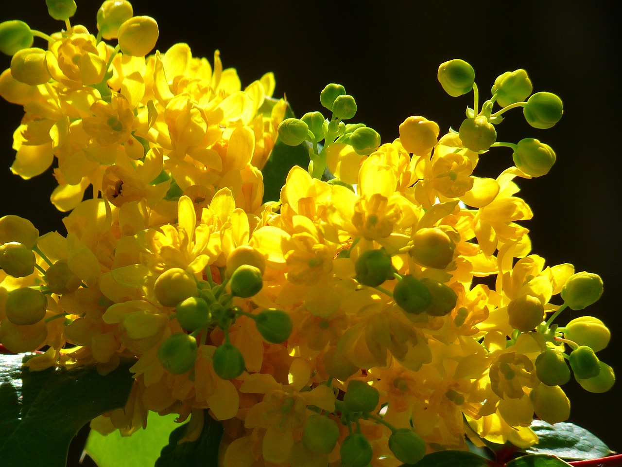 Mahonia exotique (Mahonia x media) 