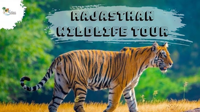 Rajasthan Wildlife Tour Exploring Majesty Adventure