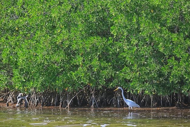 Photo heron mangrove, wildlife, white heron in the jungle