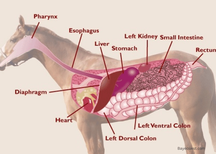 Horse Anatomy: Internal Systems