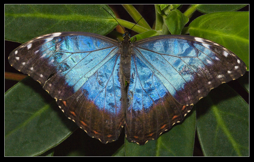 Pretty blue Butterfly DP for Instagram
