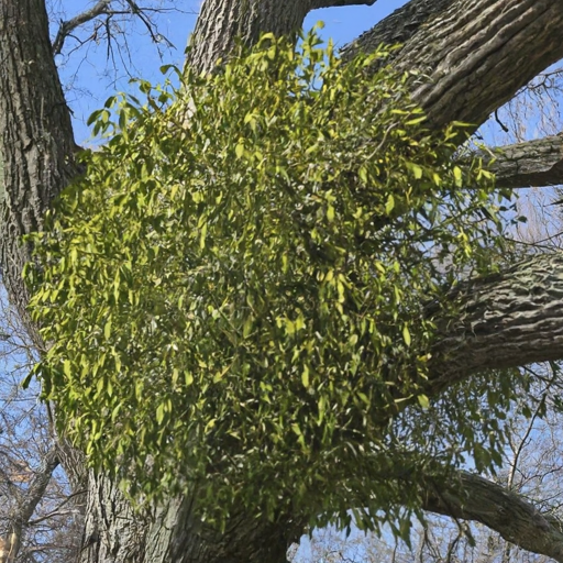 American Mistletoe (Phoradendron leucarpum)