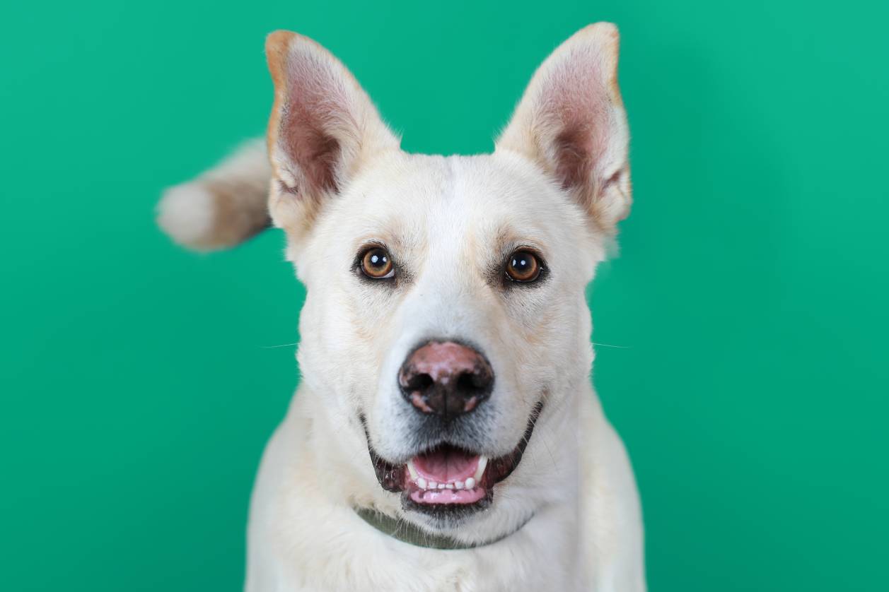 Labrador Husky