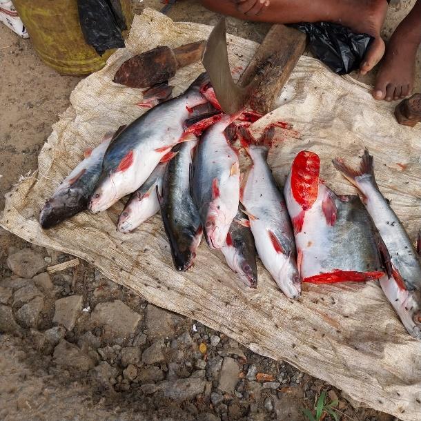 A group of fish on a cloth

Description automatically generated
